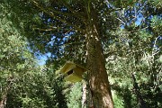 16 Siamo nel famoso 'Bosco delle Cince'